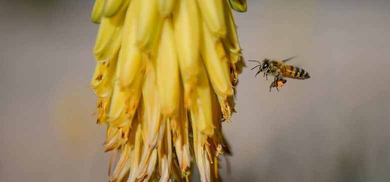 A bee buzzes around Arizona State University's Tempe campus.