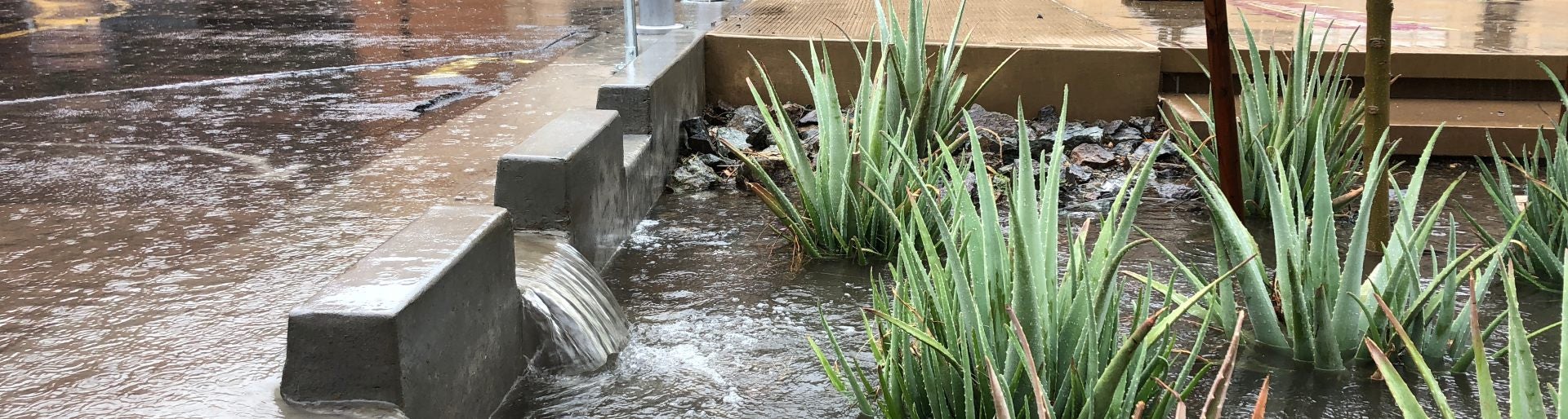 Bioswales slow down the movement of stormwater on impervious surfaces and promote water percolation into the ground while filtering out pollutants as exemplified along Orange Mall near the Student Pavilion on ASU’s Tempe campus.