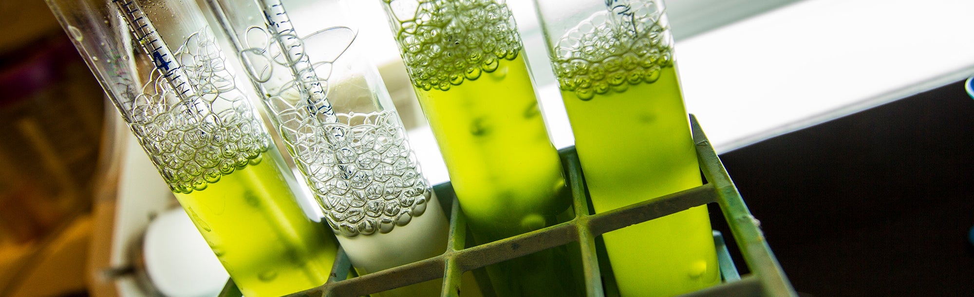 Green test tubes in lab