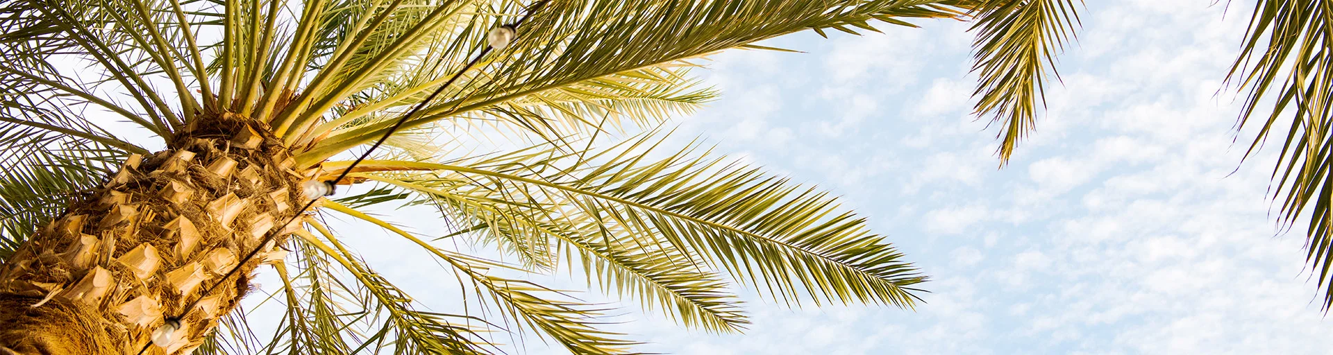 Photo of a palm tree with the sky on the background